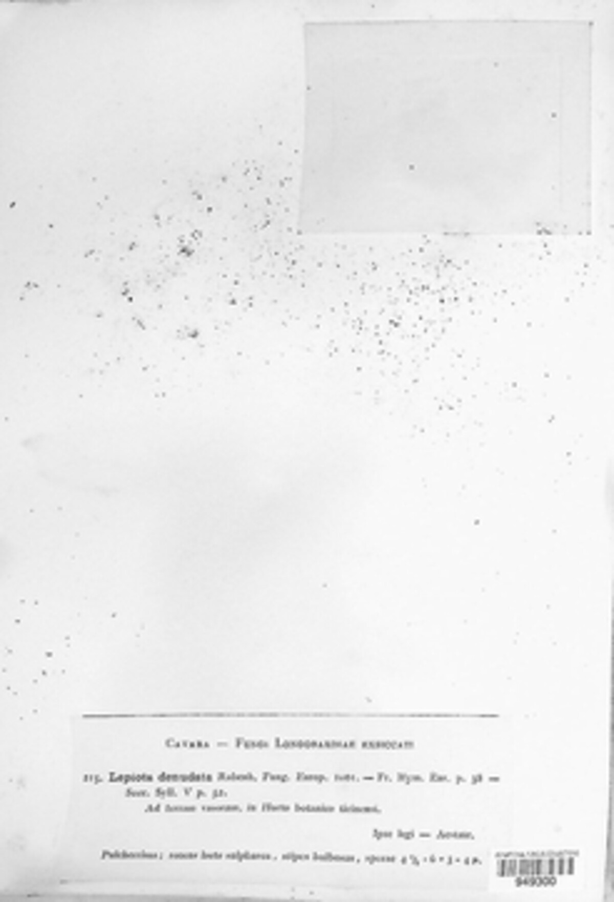 Leucocoprinus image